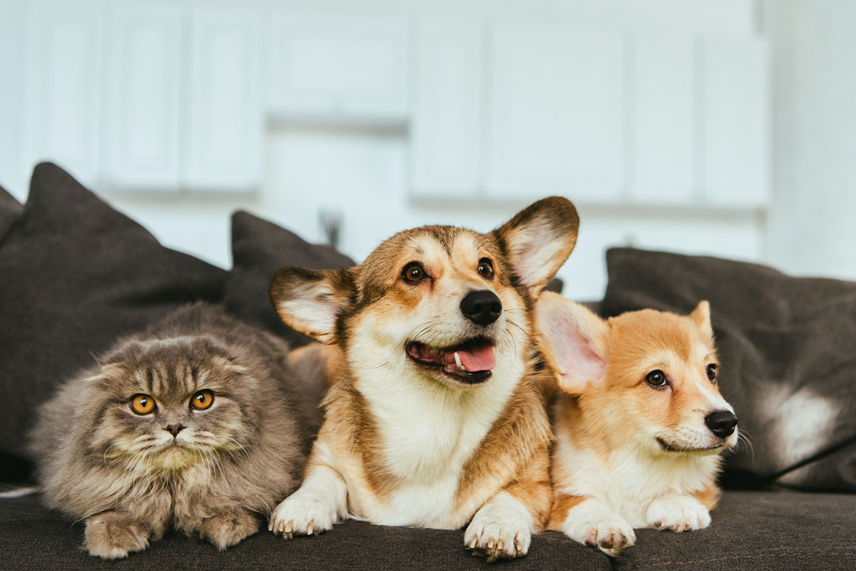 UK Pet Food shares latest pet ownership data, details trends driving growth